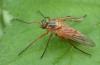 Rhagio tringarius